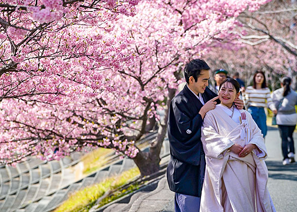 Cherry Blossom in Japan