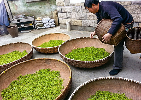 Tea Farmer Airing Tea Leaves